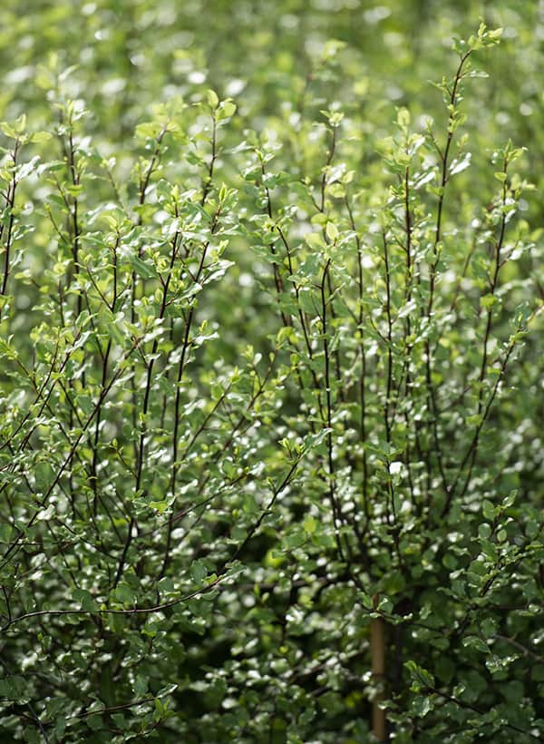screening + hedging plants